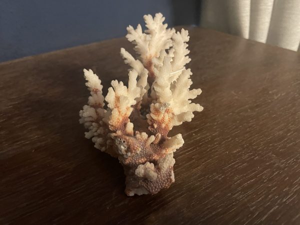 Corail Blanc naturel ancien de collection cabinet de curiosité - Antica collezione di coralli bianchi naturali, gabinetto delle curiosità – Image 2