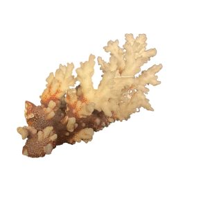 Corail Blanc naturel ancien de collection cabinet de curiosité - Antica collezione di coralli bianchi naturali, gabinetto delle curiosità