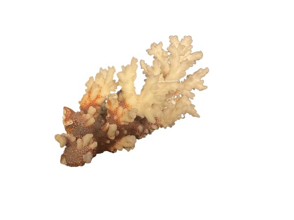 Corail Blanc naturel ancien de collection cabinet de curiosité - Antica collezione di coralli bianchi naturali, gabinetto delle curiosità